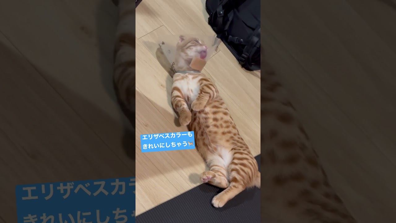 ぺーろぺろ #キンカロー #子猫 #cat #猫のいる暮らし #catlover #고양이 #猫 #catvideos #catlovers #catvideo