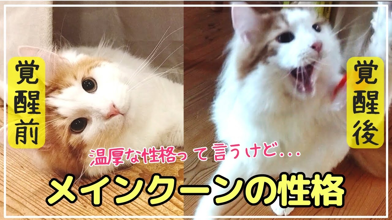 穏やかな猫代表のメインクーン。実際は？