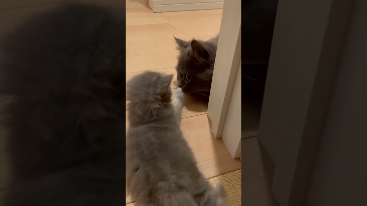 パパに遊んで欲しい赤ちゃん猫 #猫のいる暮らし #ラガマフィン #猫赤ちゃん