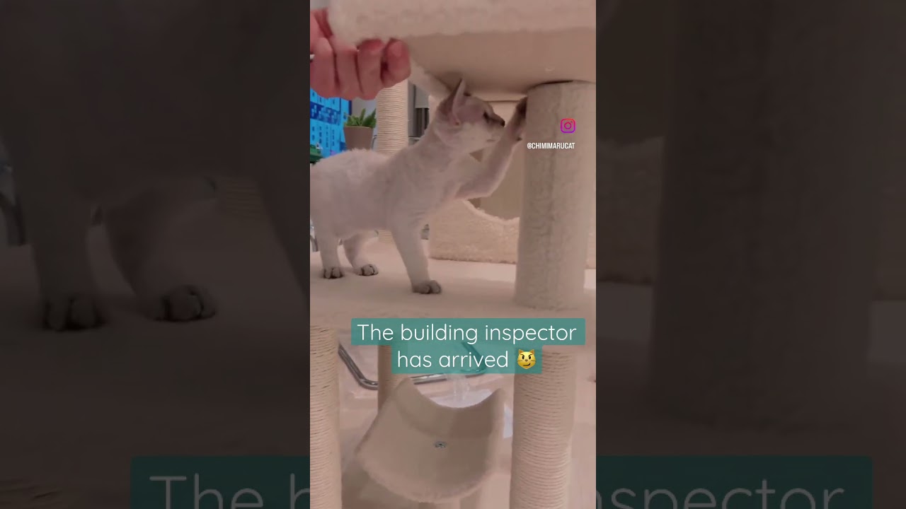 The building inspector has arrived! #devonrex #kitten #デボンレックス #子猫 #cat#shorts