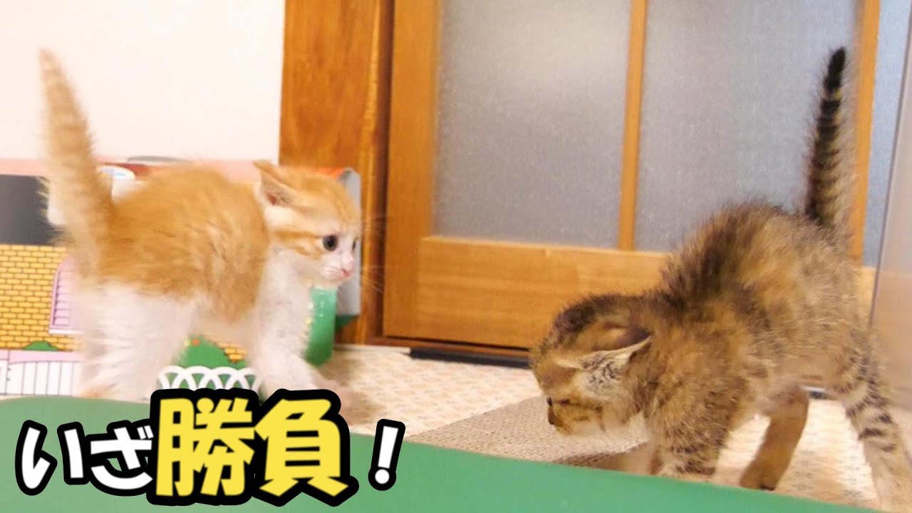 ふたりボッチの子猫が、かわいい尻尾剣の真剣勝負【赤ちゃん猫　保護猫】