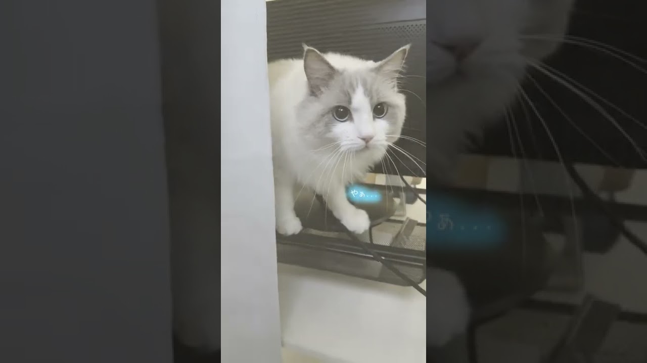 ニャルソック中に飼い主が登場したら可愛すぎた【ラグドール猫】【かわいい】
