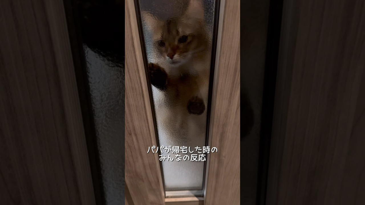 【多頭飼い】飼い主が帰宅した時の反応