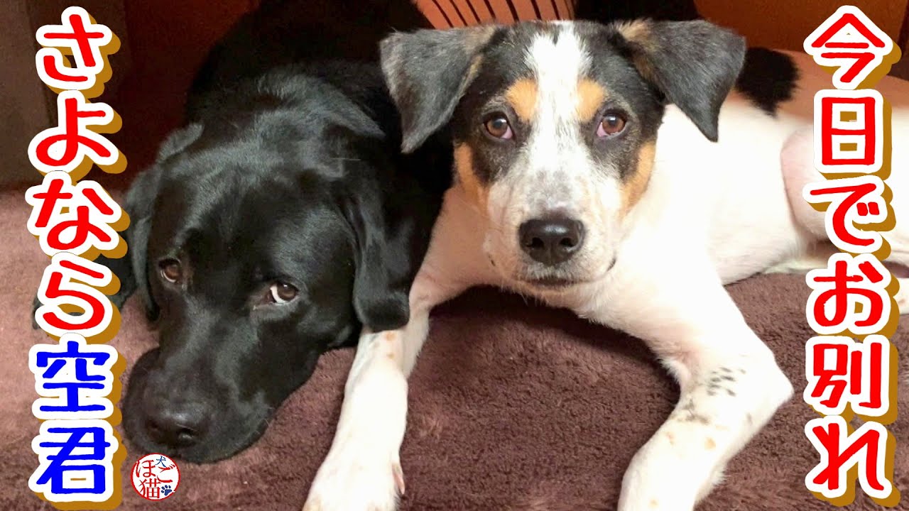 【子猫　保護犬　卒業】ボロボロで保護された子犬　さようなら空君