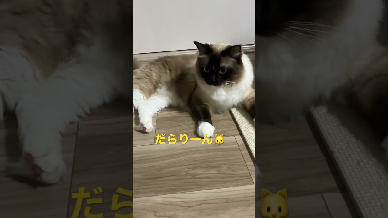 体が大きいラグドールの猫がその辺でくつろいでしまう #kitten #ragdoll #ねこ #ラグドール #ラグドール子猫 #cat #アライグマ #こねこ #たぬき #ねこのいる生活