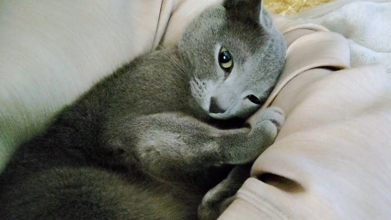 【猫動画】飼い主達の左側がお気に入りの寝床なロシアンブルー【russianbule】Russian Blue who likes the left side of owners