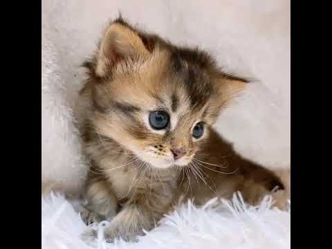 ミックス スコチン×ソマリ　おめめクリクリです💓