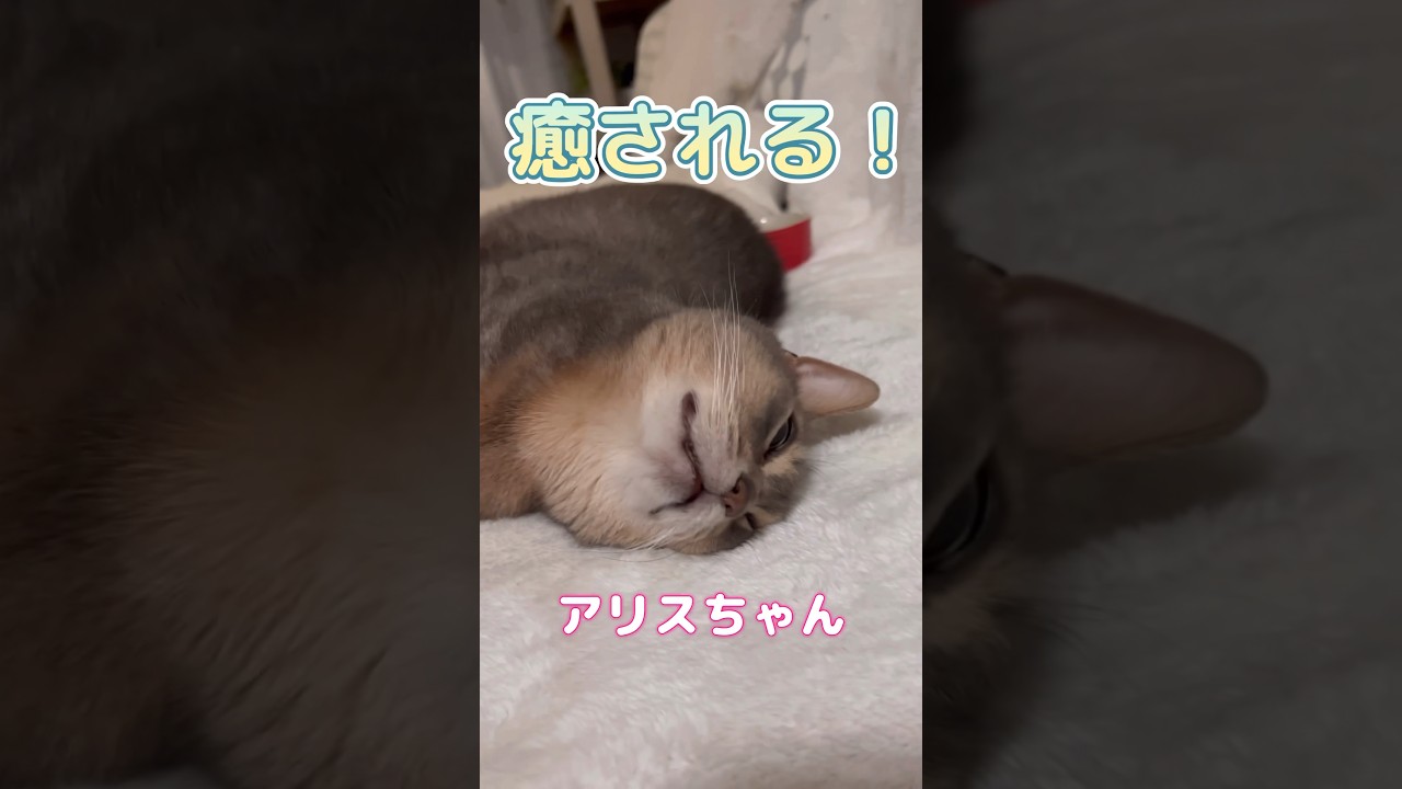 癒し系アリスちゃん #shorts #猫動画 #アビシニアン #cat #まな猫