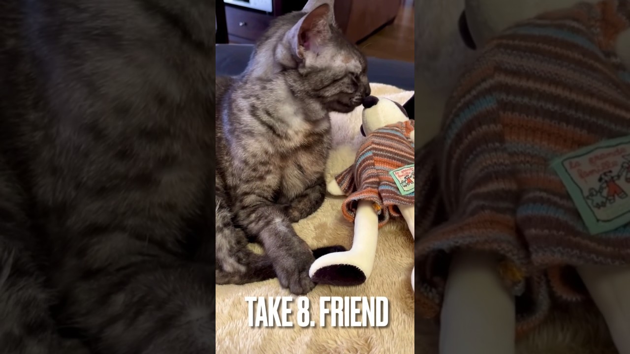 猫だけどお友達は犬にゃ😸（ほとんど無理矢理🤣） #friend #エジプシャンマウ #shorts