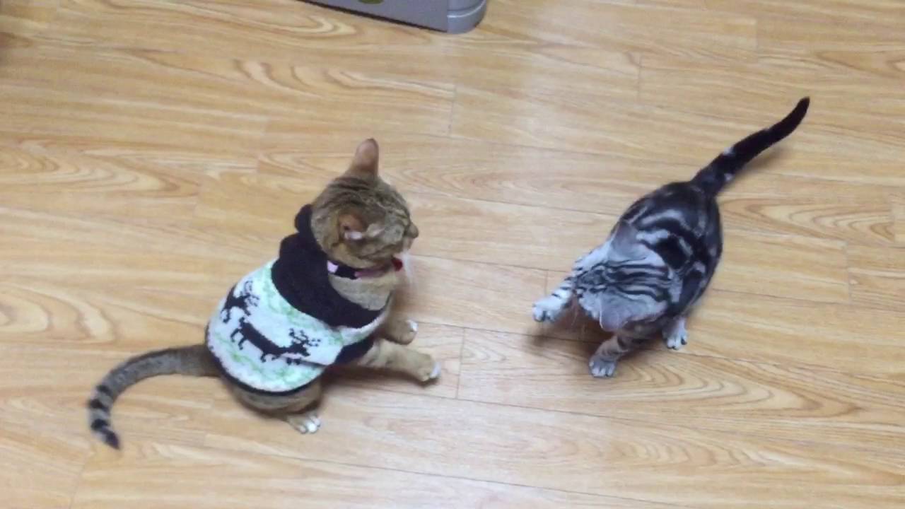 ヤンヤン姉ちゃんに勝った。（猫記録9）アメリカンショートヘヤ  オシキャット