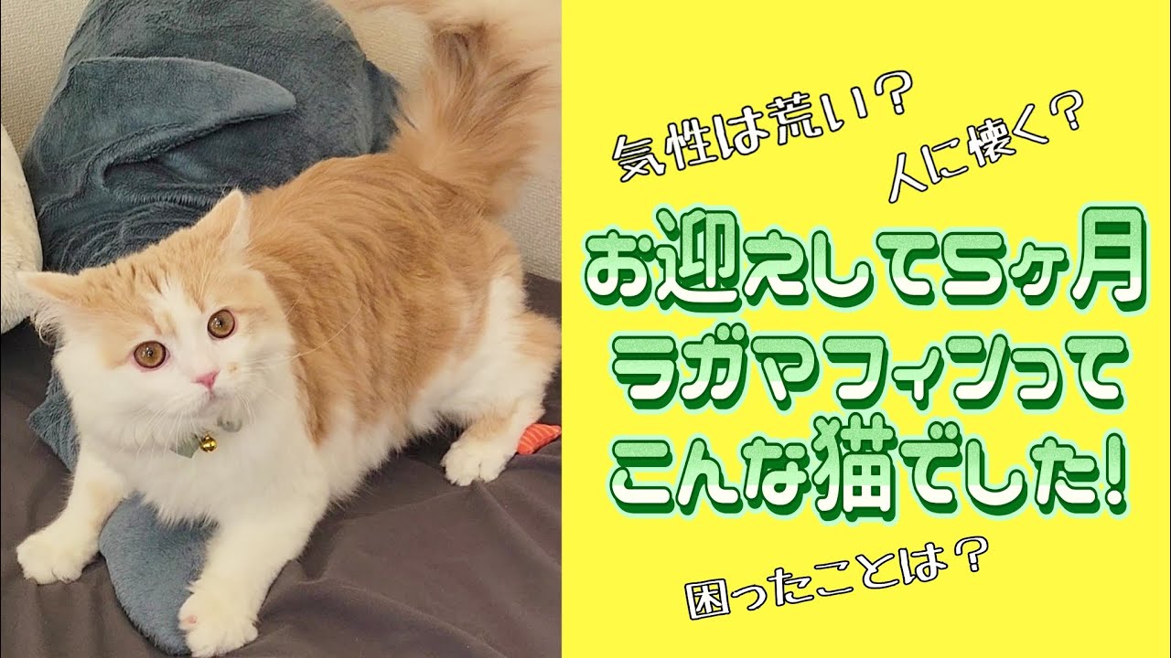 お迎え前に見てほしい！ラガマフィンってこんな猫！#ラガマフィン #猫動画 #cat #子猫