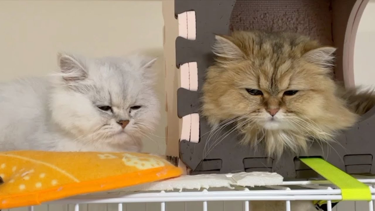 【ペルシャ猫】チンチラシルバー VS チンチラゴールデンけんかの決着が可愛すぎた‼️
