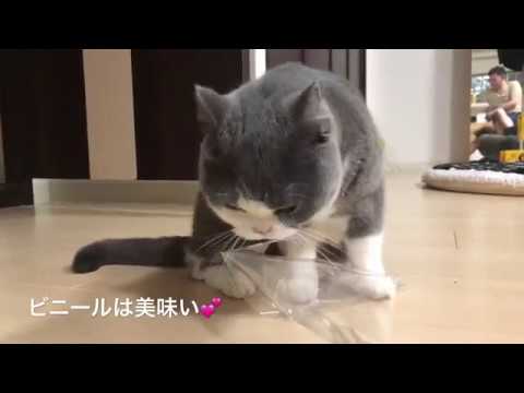 2018/09/19　セルカークレックスの梅子vol.323