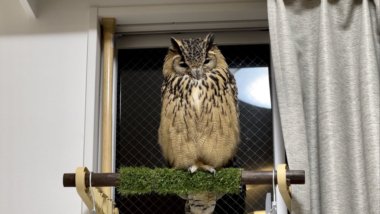 #724 家の賢者 the wise man of the house【ベンガルワシミミズク】