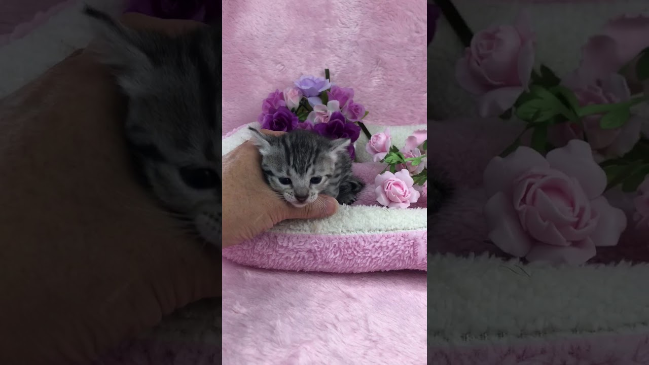 エジプシャンマウです。