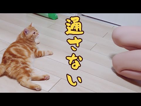 おかわりが欲しくて、道を阻む子猫をどかせてほしい…笑