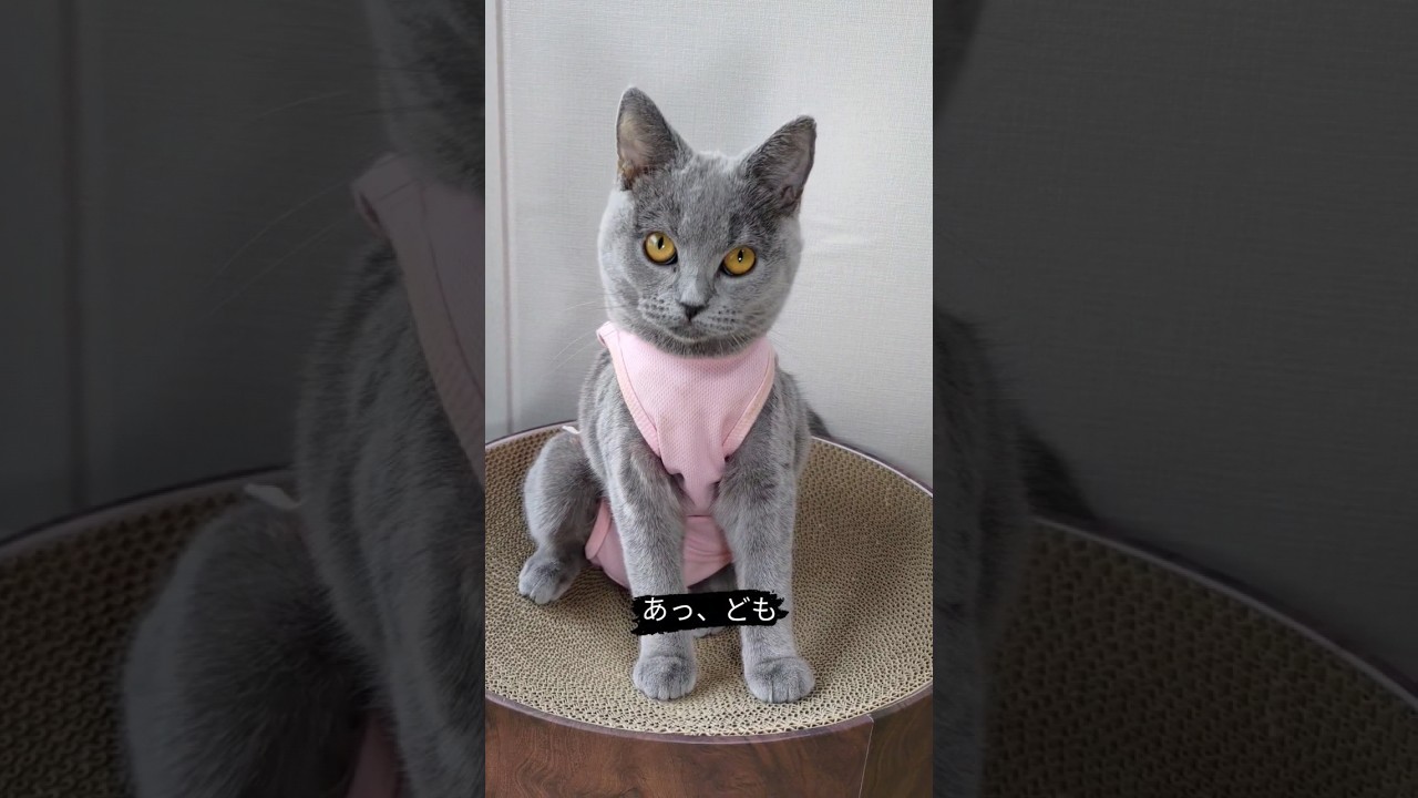 急にコミュ力が下がった猫