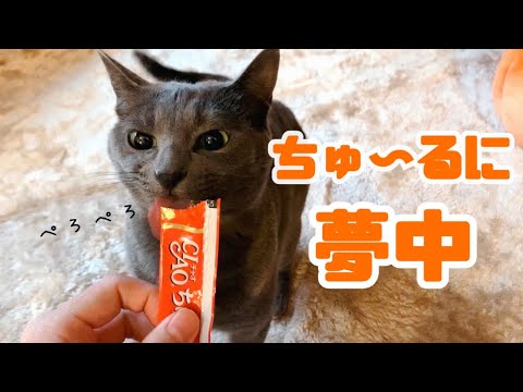 【猫】ちゅ～るを全力で頬張る灰色猫