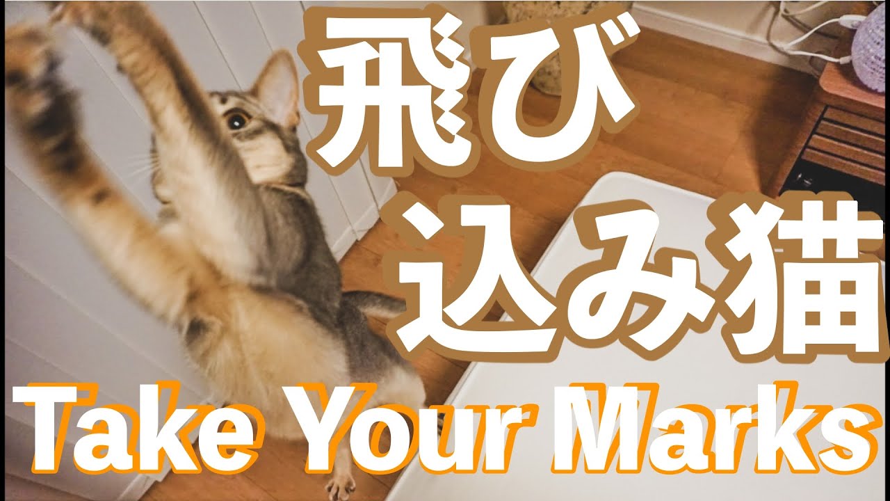 #15  飛び込み猫が面白すぎる…爆笑Take your marks[アビシニアンのYuno]