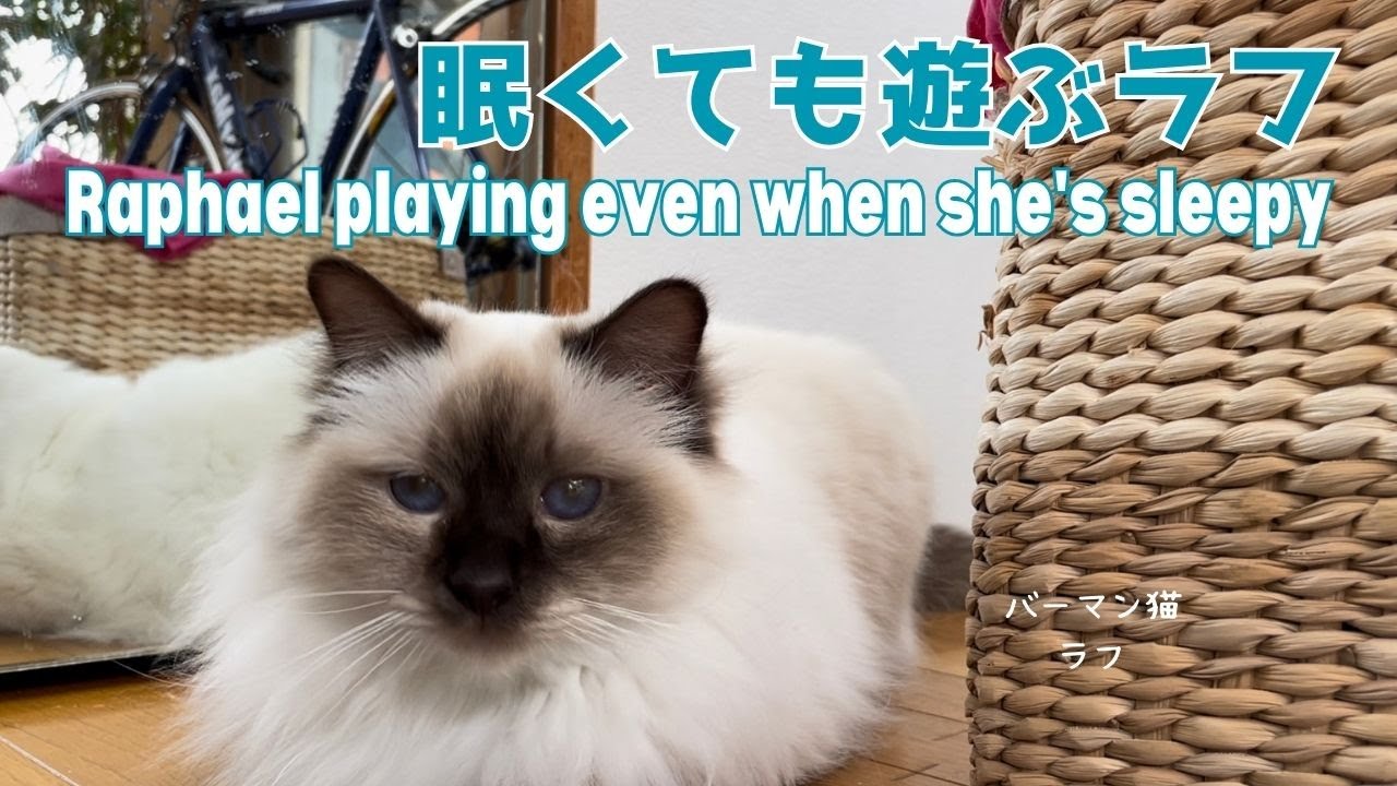 バーマン猫ラフ【眠くても遊ぶラフ】Raphael playing even when she's sleepy（バーマン猫）Birman/Cat