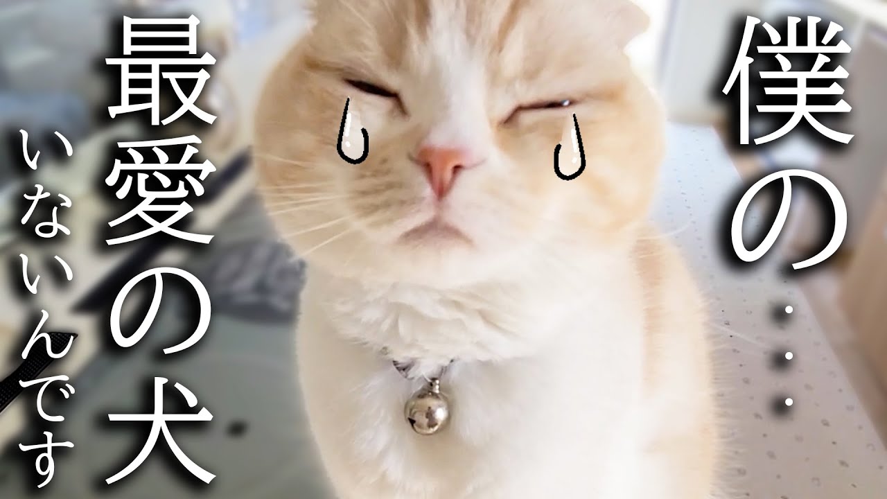 犬を預けたら寂しくて家中泣いて探し回る子猫がこちらです