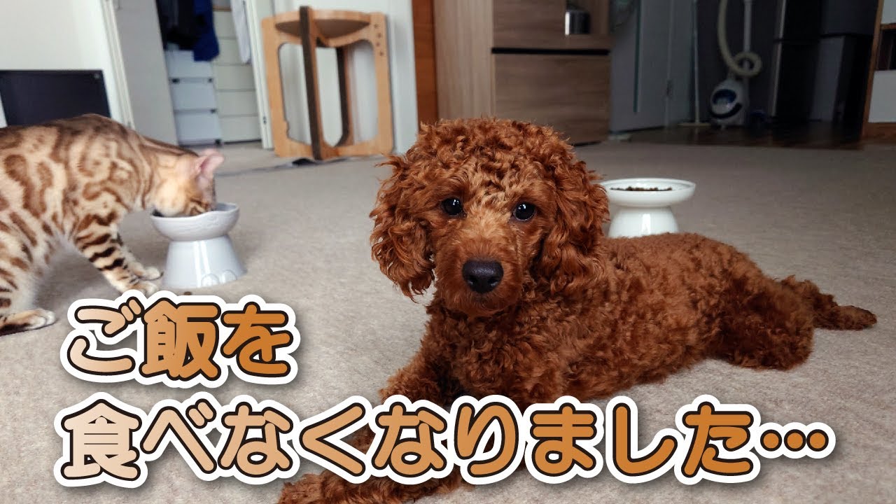 【スノーベンガル猫とトイプードル】ご飯を食べなくなった犬を見守る優しい兄猫