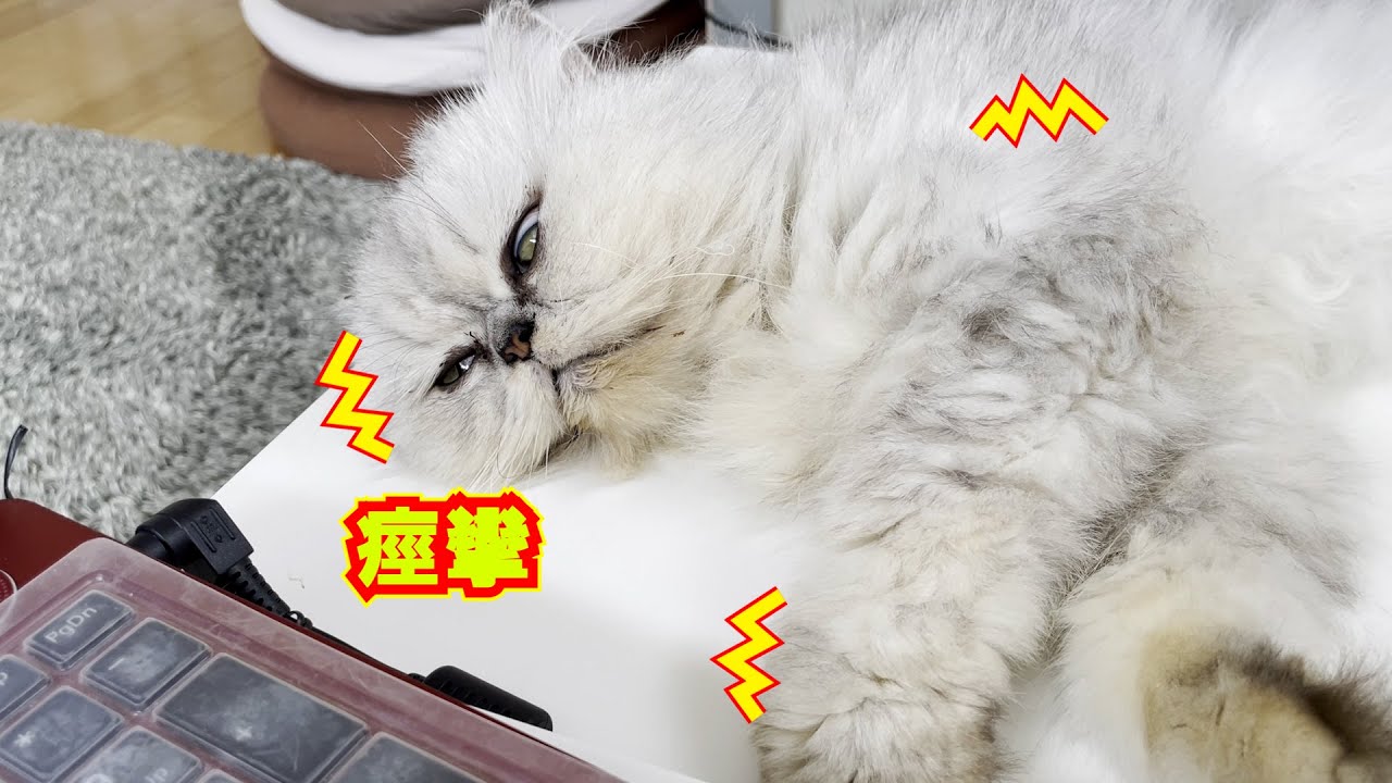 【ペルシャ猫】悪い夢を見ているようだったので起こしてあげました…