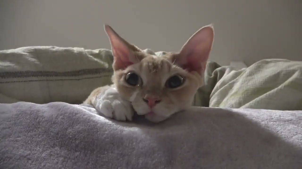 変な体勢で寝ているデボンレックス猫兄です(Devon Rex cat sleeping with a strange posture)