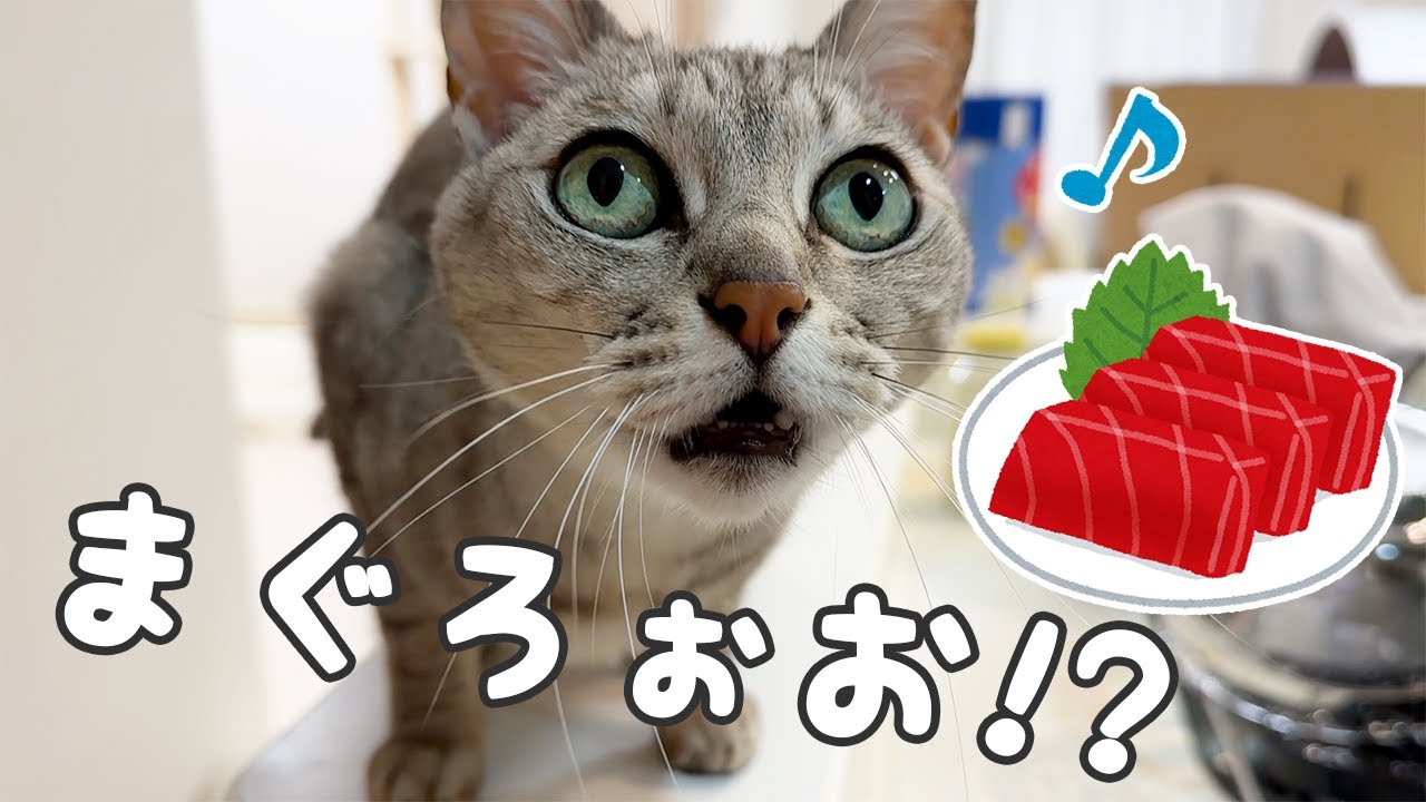 マグロの日は数時間前から鳴きまくる猫マロちゃん