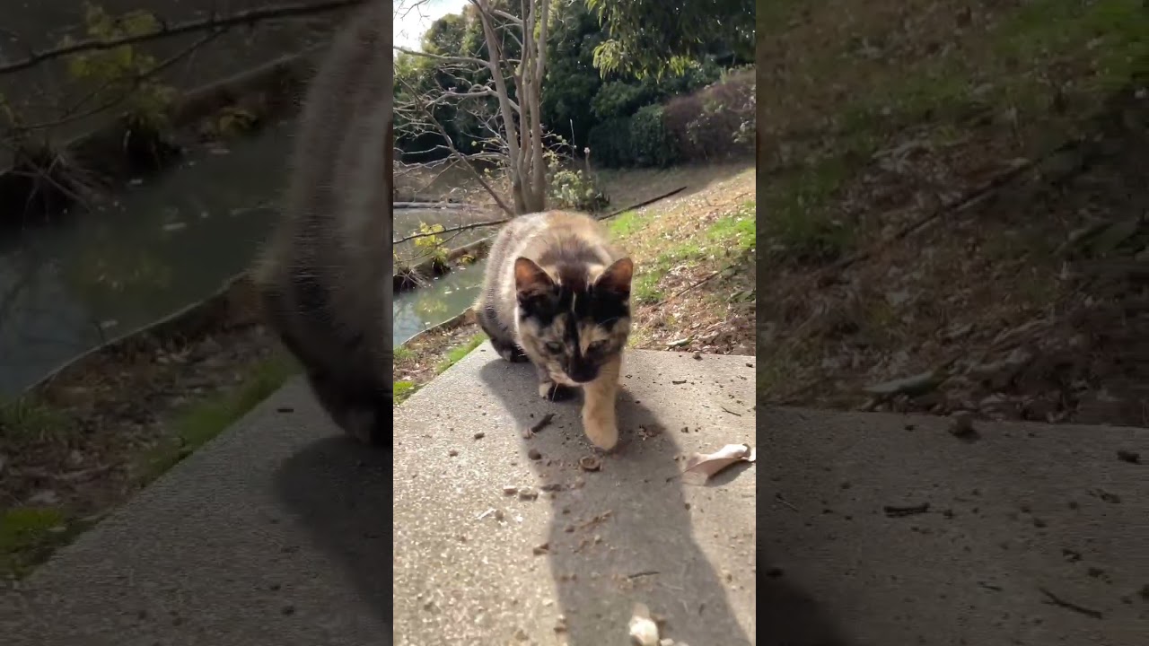 サビ猫の子猫こんなとこで何してる？