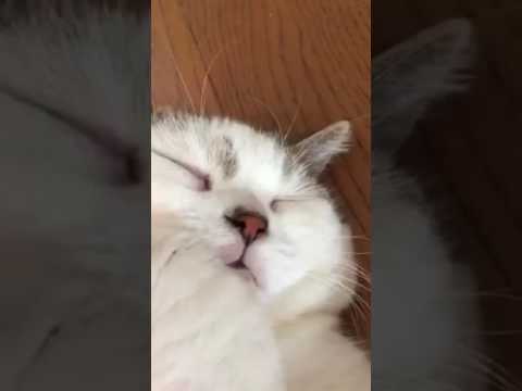 いびきをかいて寝るスコティッシュフォールド