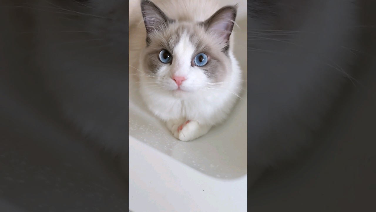 洗面台が好きなシャオル #猫 #ラグドール #cat