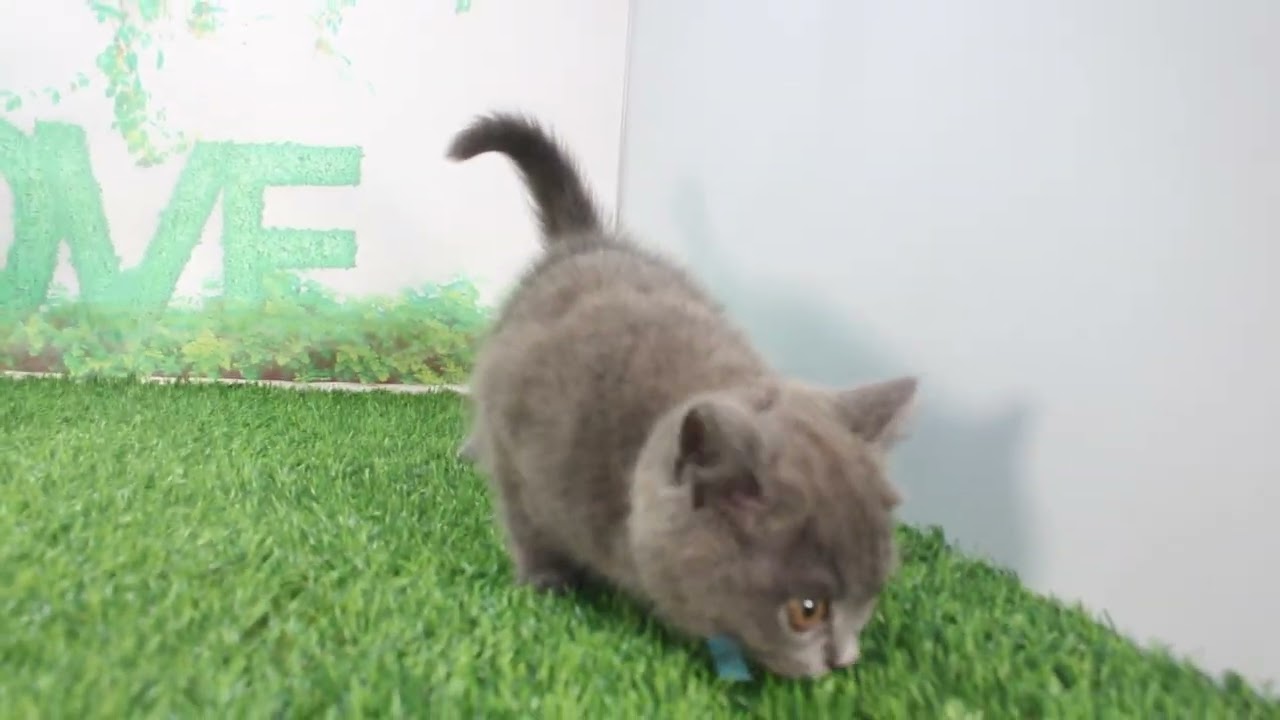 Coo&RIKU　No621152　ブリティッシュショートヘアー