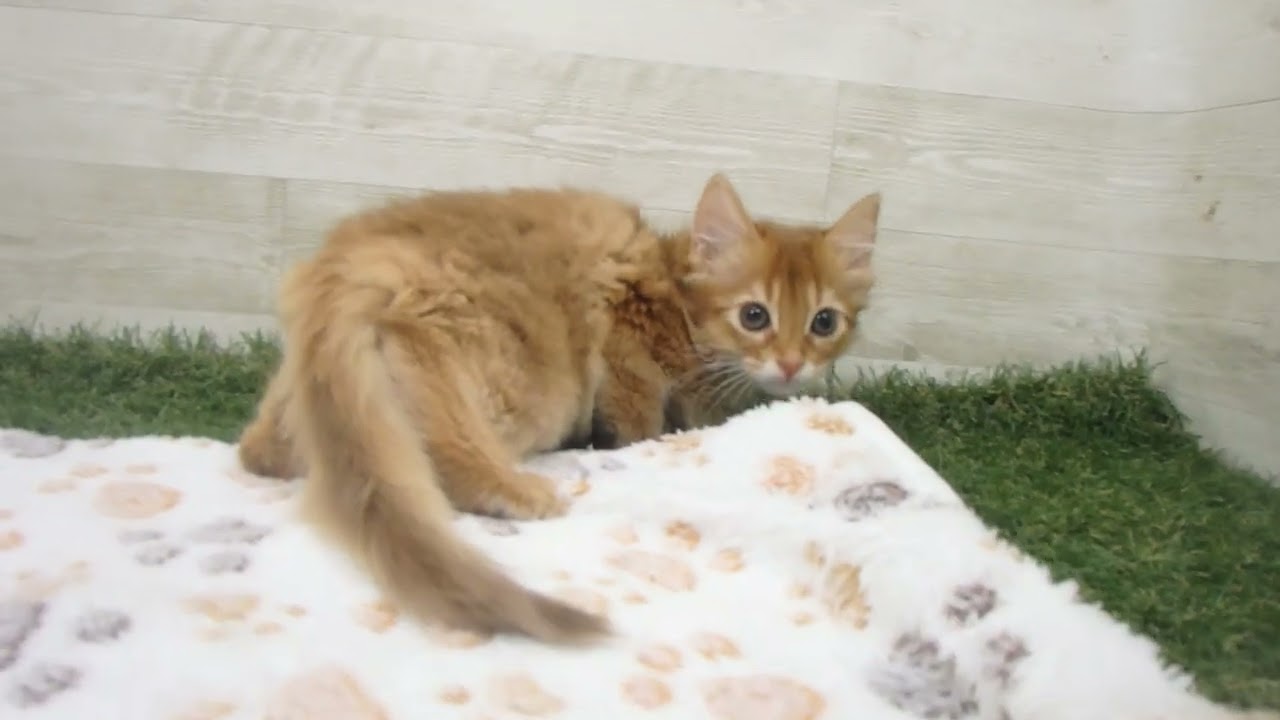 Coo&RIKU　No00631469 ソマリ