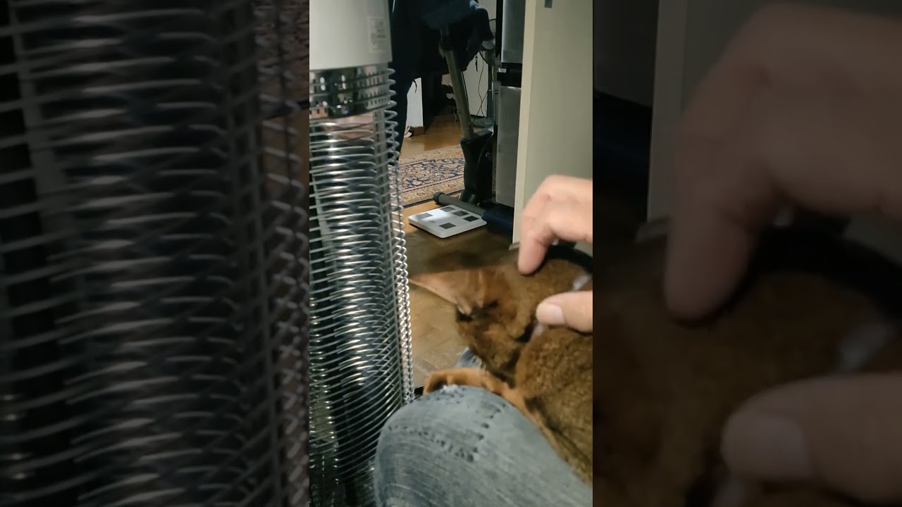 ネコ動画あび#688　#shorts　あびの毎日　アビシニアン　あびブログ