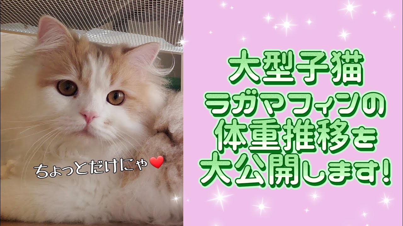 大型猫ラガマフィンの子猫の体重、月にどれくらい増えるの？！#ラガマフィン #子猫 #cat #大型猫