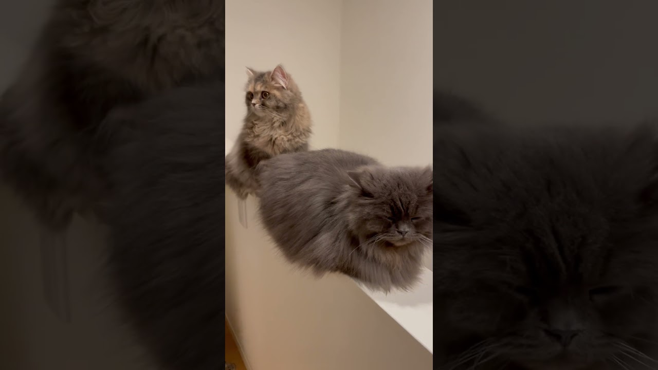 父の背中を追う娘　#ラガマフィン #猫のいる暮らし  #子猫動画