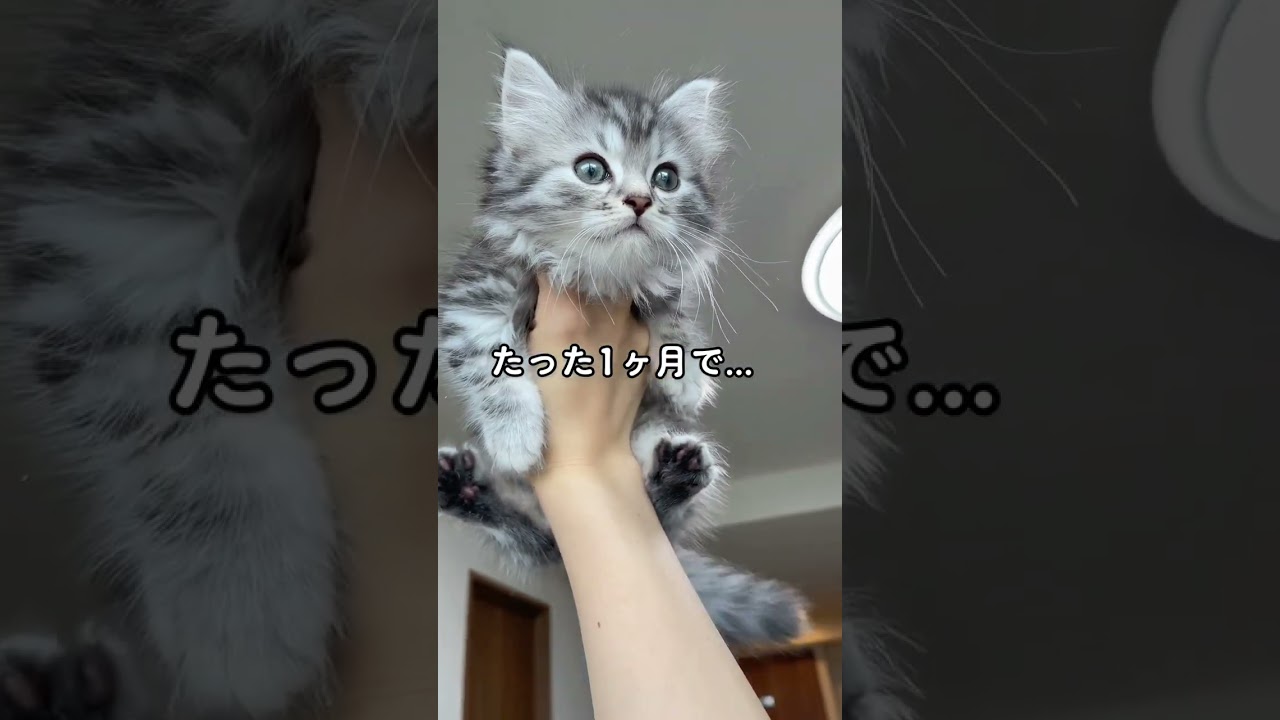 子猫がたった1ヶ月で... #shorts