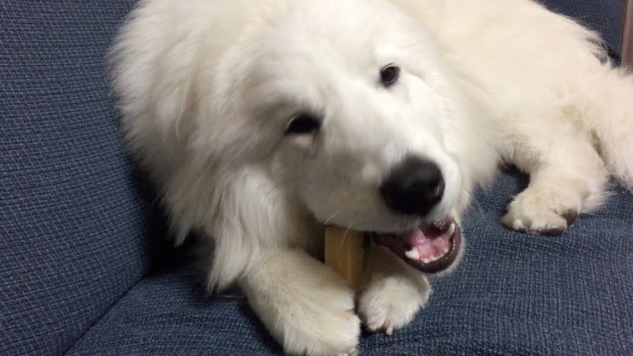 【グレートピレニーズ ・10ヶ月】ヒマラヤンドッグチューって？