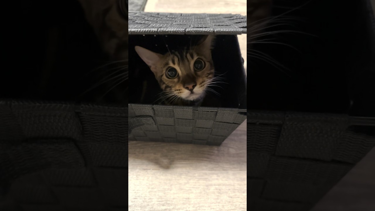 入れるならどこにでも入る子猫、再び現る #shorts #cat #ベンガル