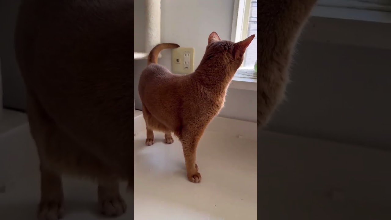 アビシニアンのしろちゃん【猫専門ホテル】