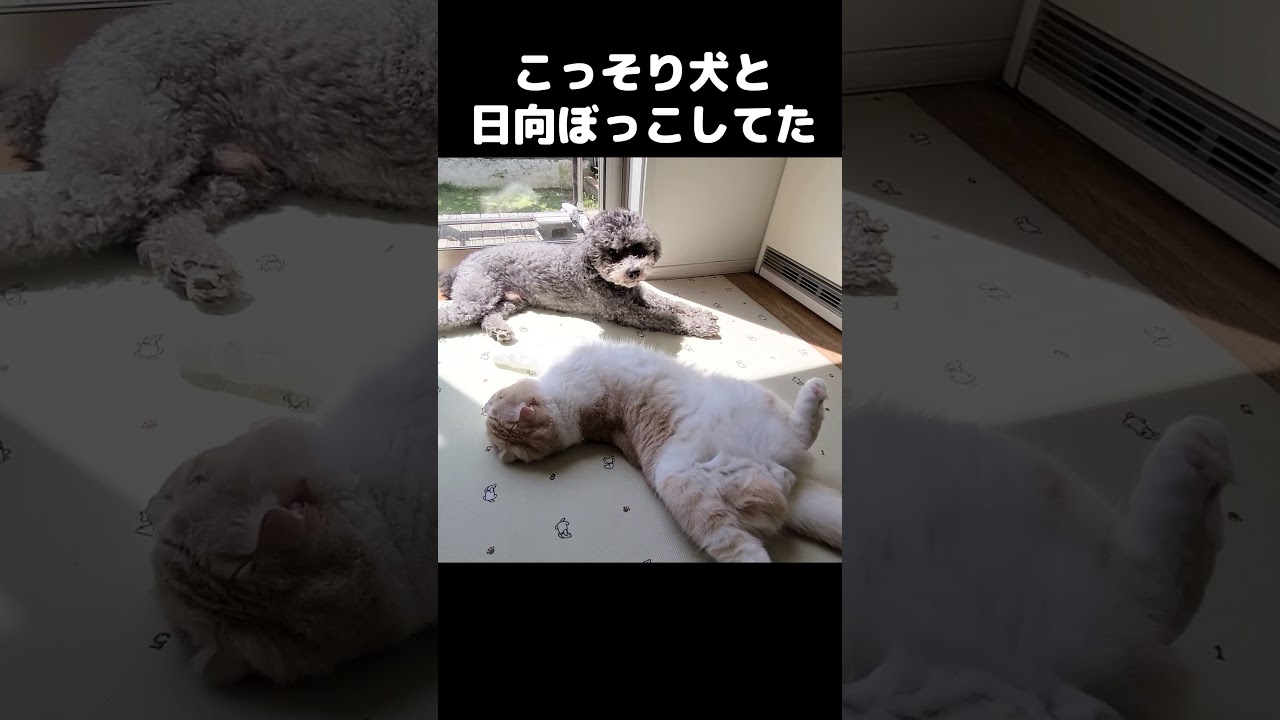 こっそり犬と日向ぼっこしてたのを見られた瞬間の猫が...#猫 #shorts