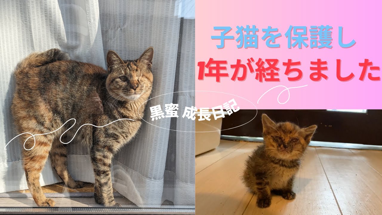 カラスに囲まれ瀕死状態で保護した子猫が1歳になりました