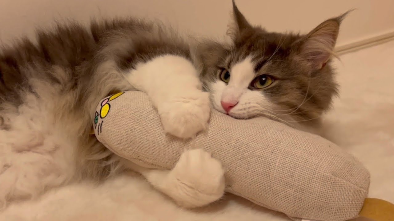 【カミカミ】噛む力が強すぎるノルウェージャンフォレストキャットwww