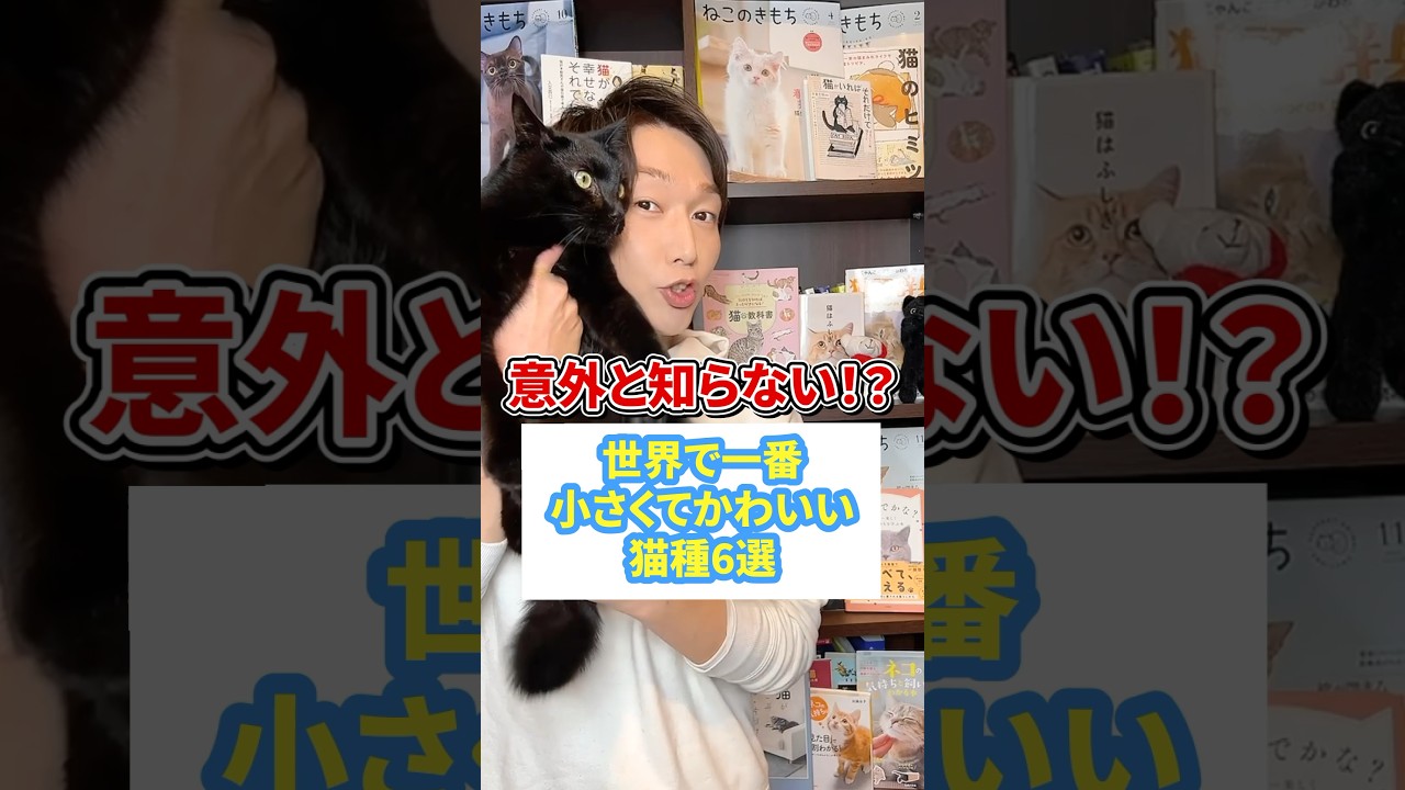 意外と知らない！？世界で一番小さくてかわいい猫種６選