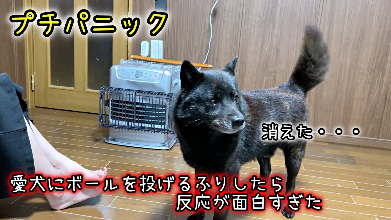 愛犬にボールを投げるふりしたら反応が面白すぎた