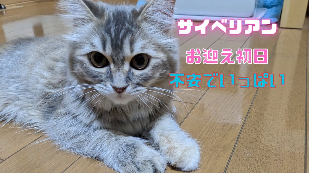 【サイベリアン】お迎え初日！生後6か月の女の子初日は不安でいっぱい