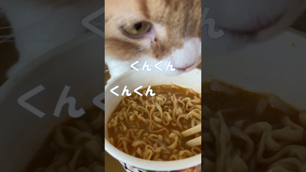 みそきんｖｓふとっちょ猫 #shorts  #猫 #アメリカンカール #みそきん