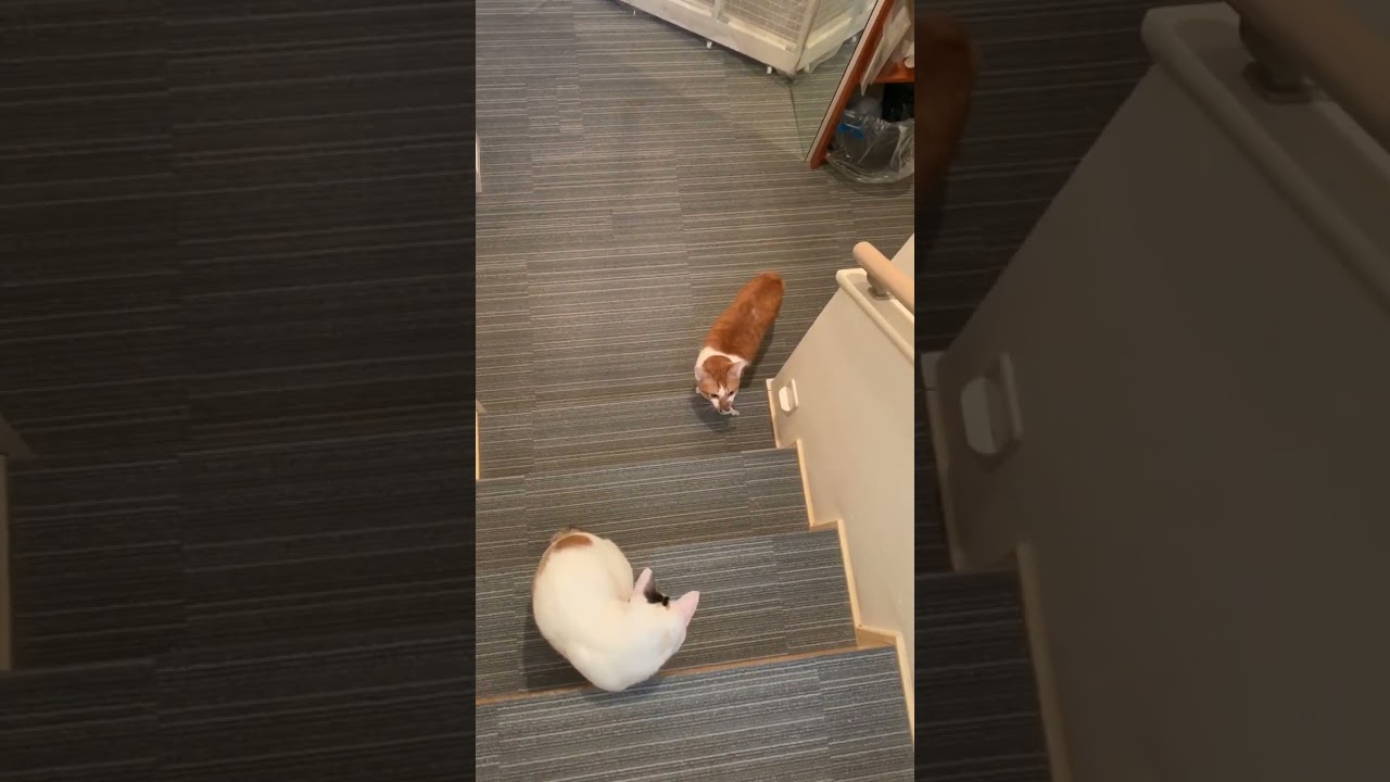 ✨✨ #アイドル #yoasobi  #おだんごしっぽ