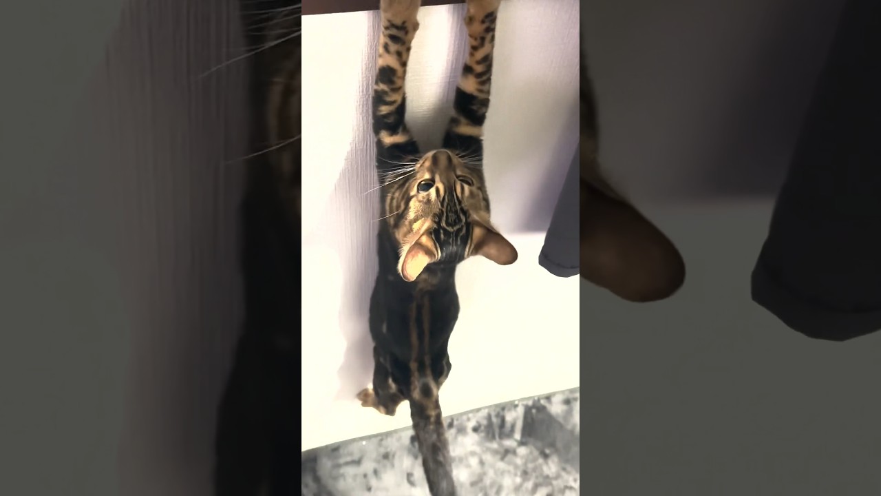 窓にぶら下がる子猫w #shorts #cat #ベンガル